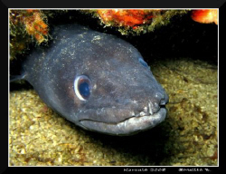 face to face / Canon G9, in-strobe by Melita Bubek 